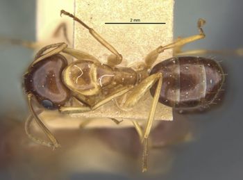 Media type: image;   Entomology 21532 Aspect: habitus dorsal view